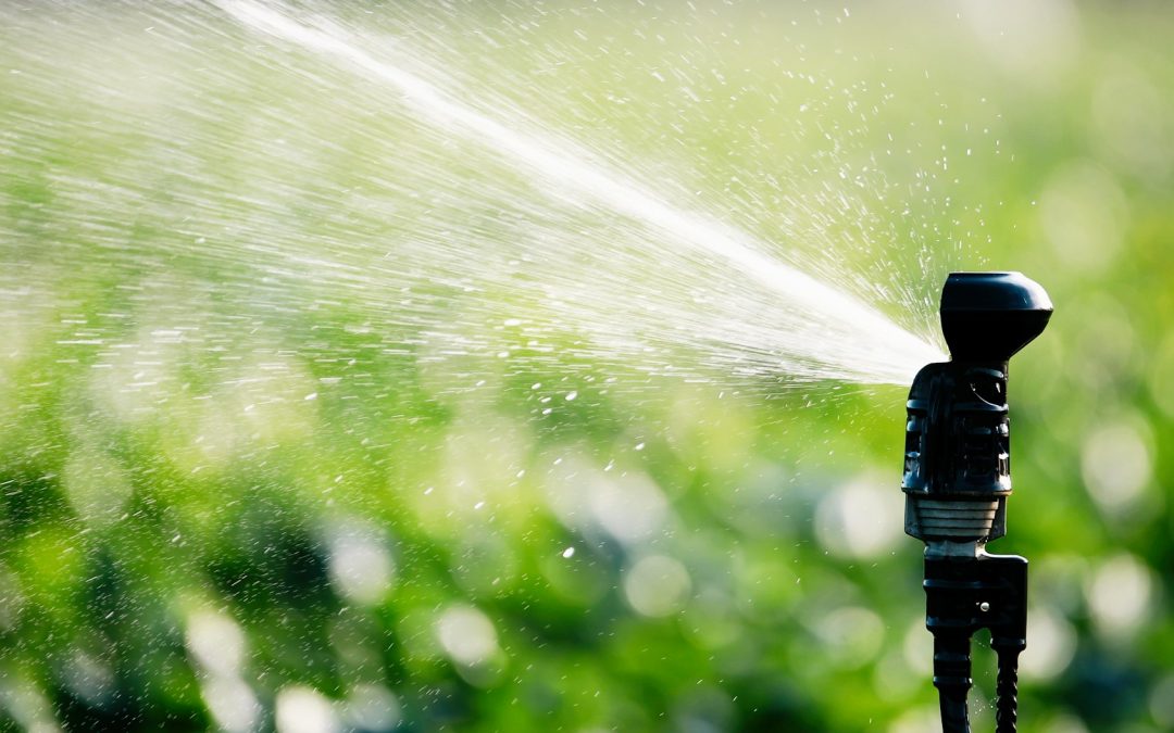 Harnessing Every Drop: Strategic Water Conservation in Home Gardening